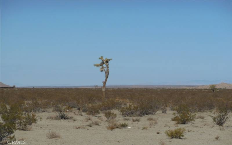 Joshua Tree on property