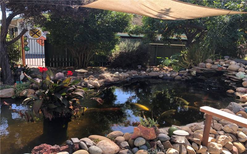 Over 2 dozen mature Koi fish in this recently renewed pond with auto-feeding system