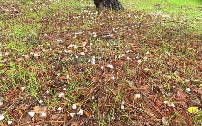 Lots of little mushrooms.