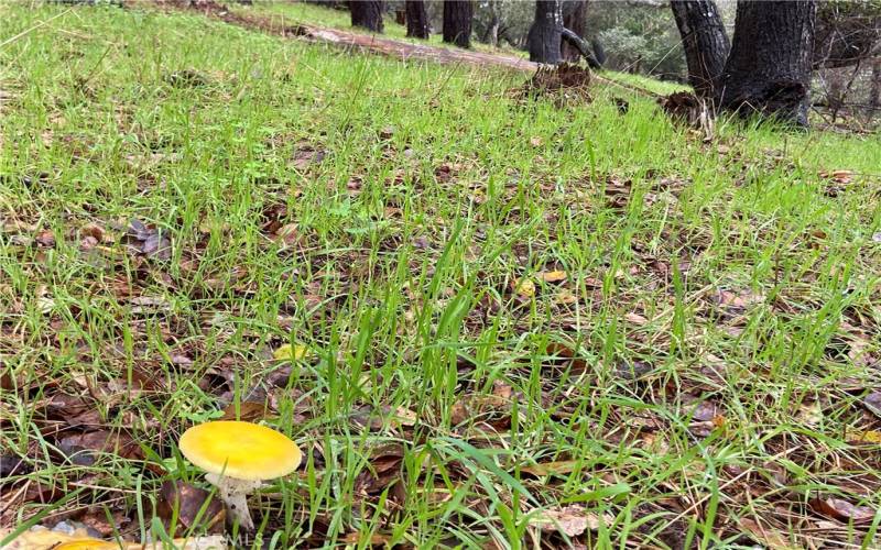 The day after rain, mushrooms...