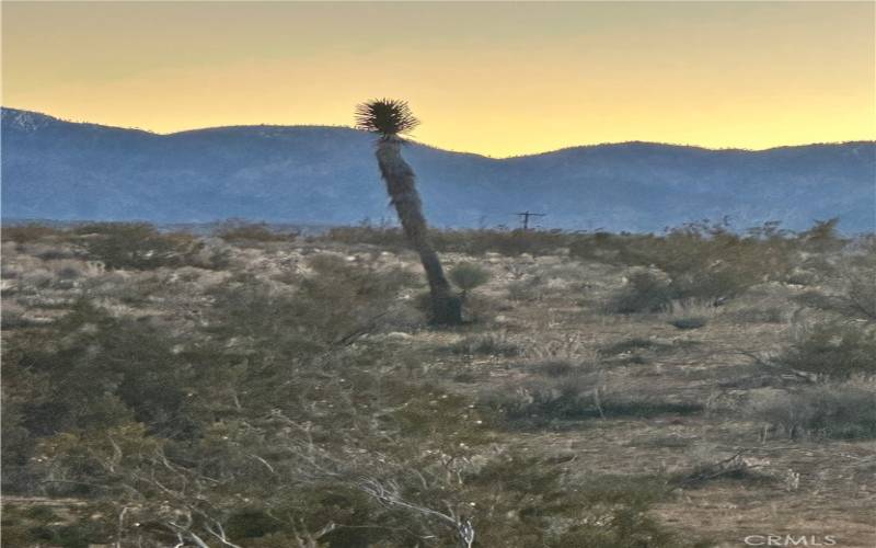 Facing South . Single skinny Joshua tree as marker on property