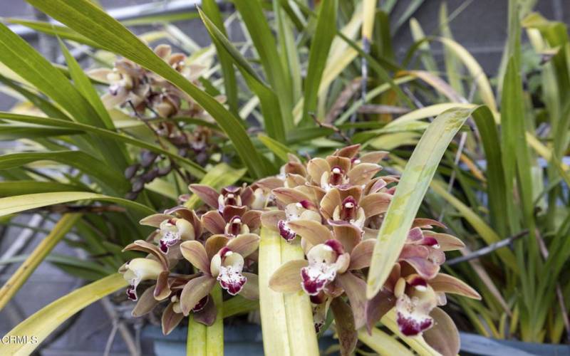 Cymbidium Orchids