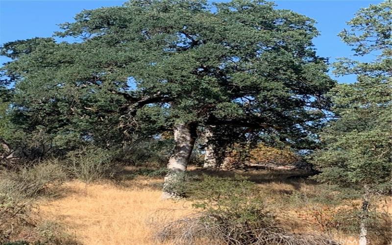 MATURE OAK TREES!