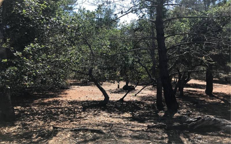 Pines and Oaks on the property