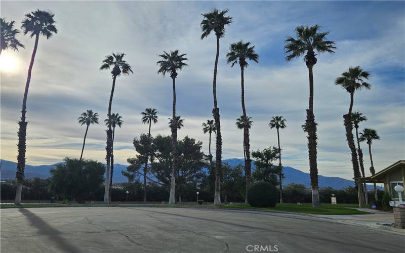 Beautiful location with palm trees/Snow-capped mountains!