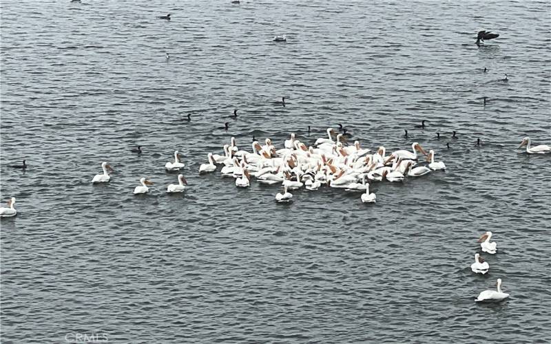 Beautiful white pelicans visit often.