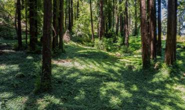 446 Old La Honda, Woodside, California 94062, ,Land,Buy,446 Old La Honda,ML81933151