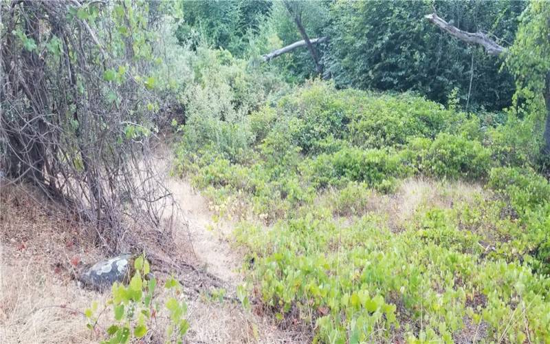 wild grapes and blackberries along the creek