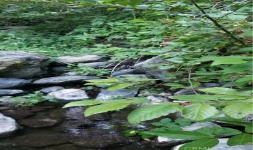 clear, cool water and blackberries