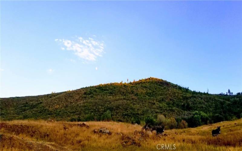 Donkeys and the moon rising over your mountain