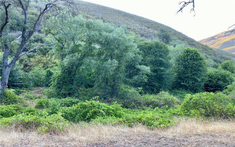 Creek way at Lyons Gulch homestead