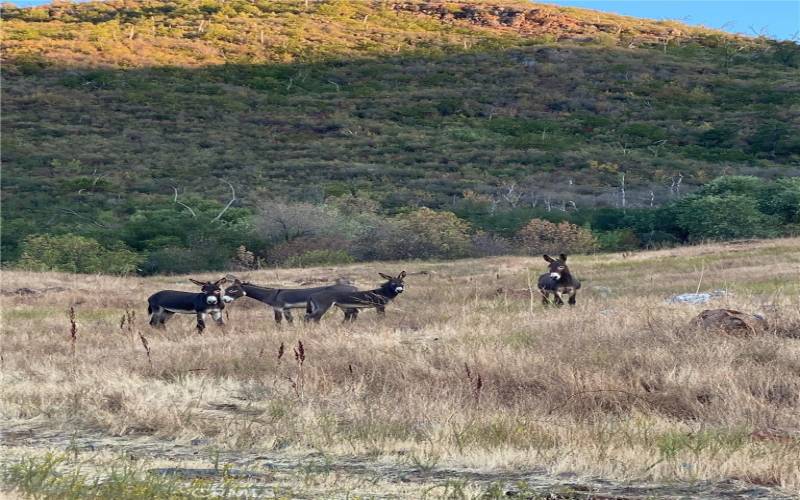 wild canyon donkeys