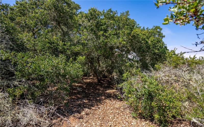 Pathway through the pygmy oaks.