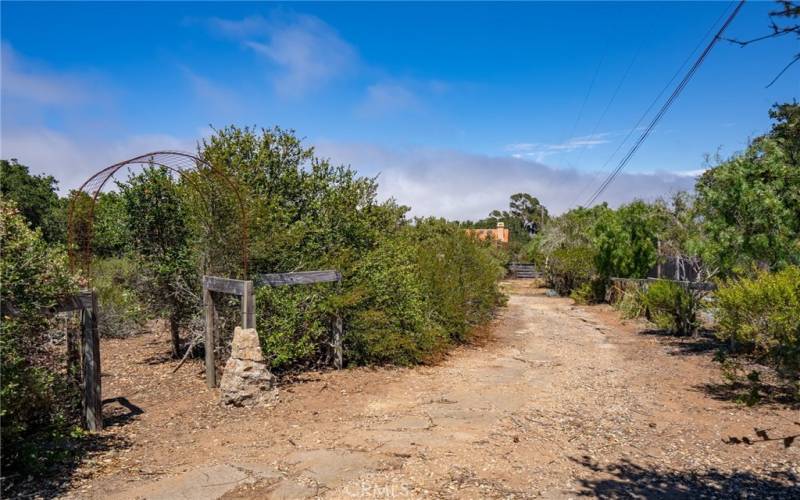 Path through the pygmy oaks to the left; driveway on the right.