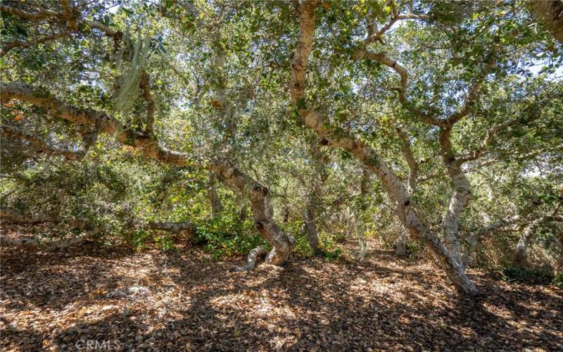 Magical setting within the pygmy oaks.