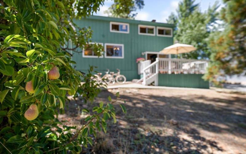 Backyard facing home with fruit trees