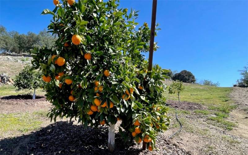 Juicy ripe tangerines, fresh off the tree.