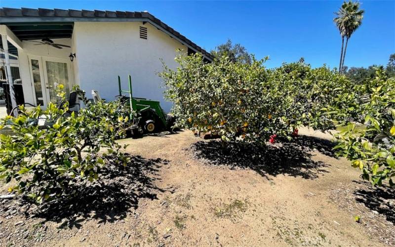 Perfectly pruned citrus trees. This property has a total of 8 citrus trees. And these are so close to a few of the rain barrels they are easy to water from collected rainwater if you choose.