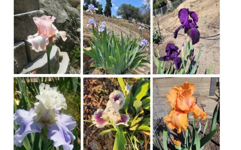 Some of the prized irises grown over the years at this lovingly cared for home.
