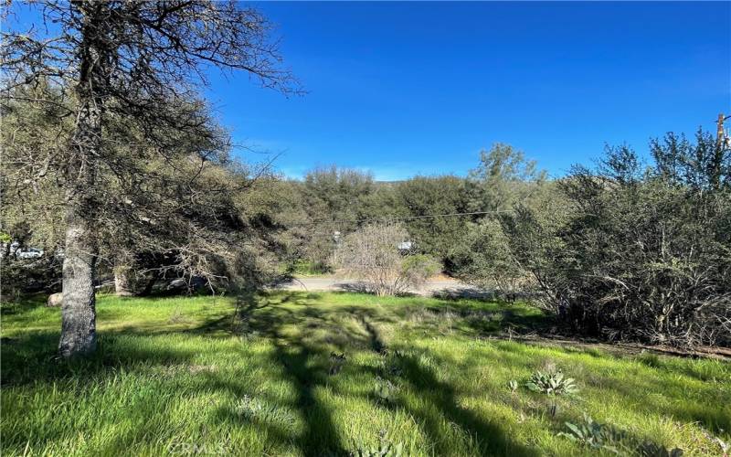 Standing at top looking down to street from this gently sloping & treed lot.