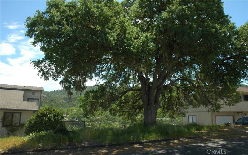 Photo of the oak before pruning

