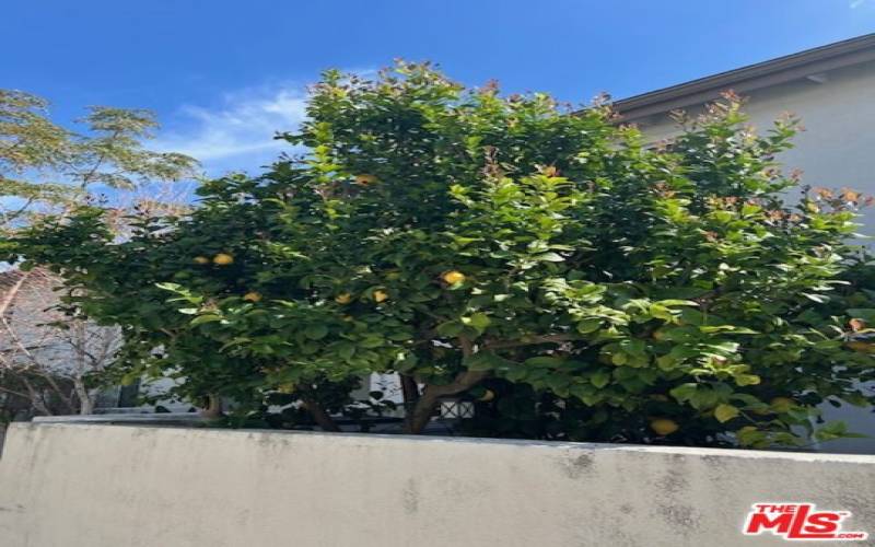 Lemon trees in the community