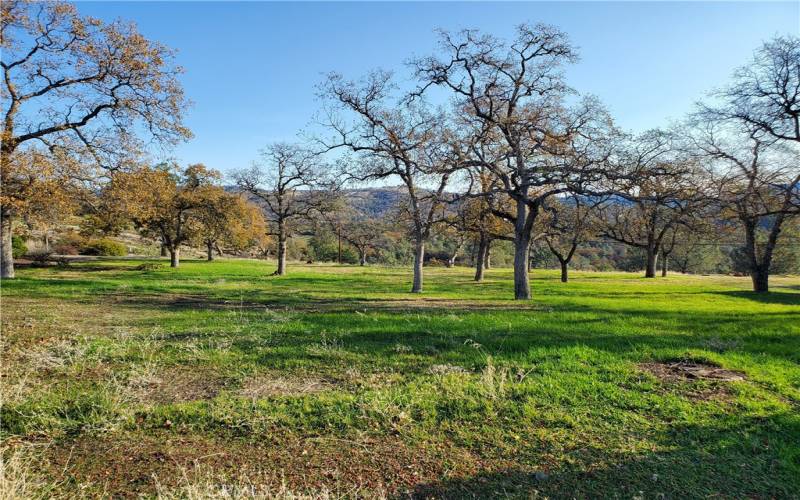 .31 ac lot in Mountain Oaks Estates. View of lot from the street