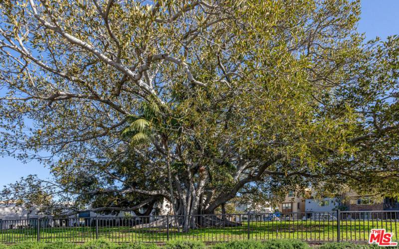 Moreton Bay Fig - 1888 - Oldest Tree in Inglewood
