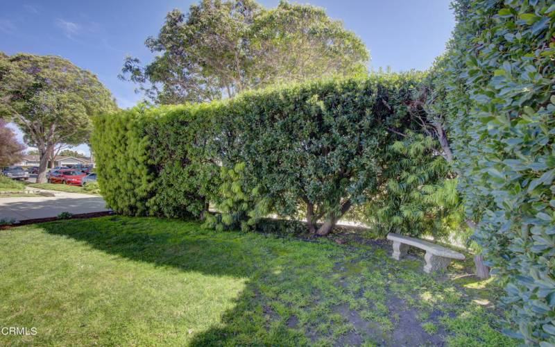 Privacy hedge at front yard