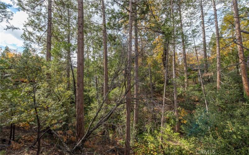 forested view back of home