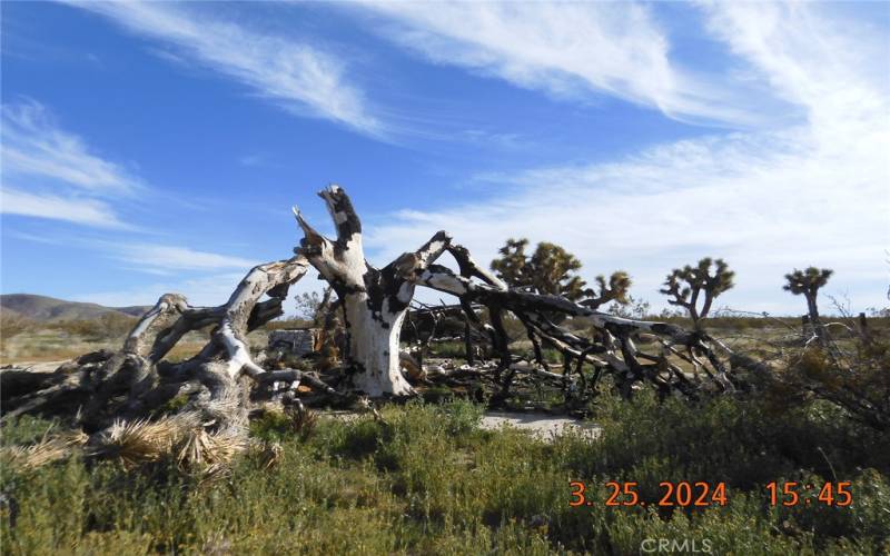 Close up view of the burned Joshua tree that you will see after you pass through the white posts.