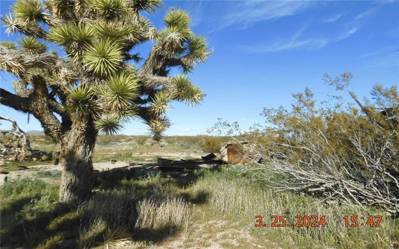 Very healthy Joshua Trees in the area, must be just the right elevation.