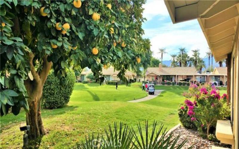 Fruit Tree at Front door