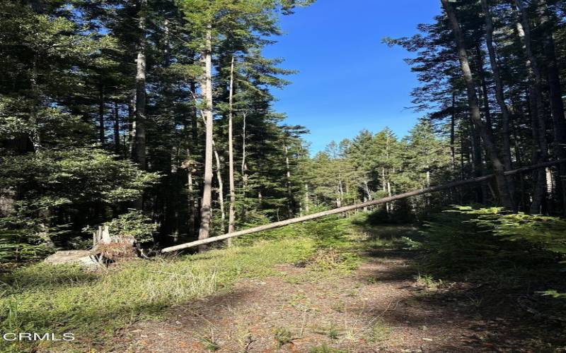 Old Logging Road