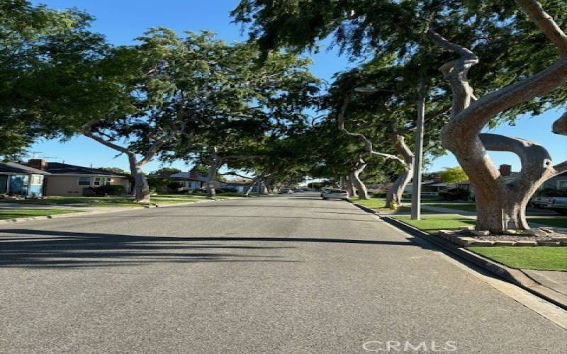 Tree Lined Street