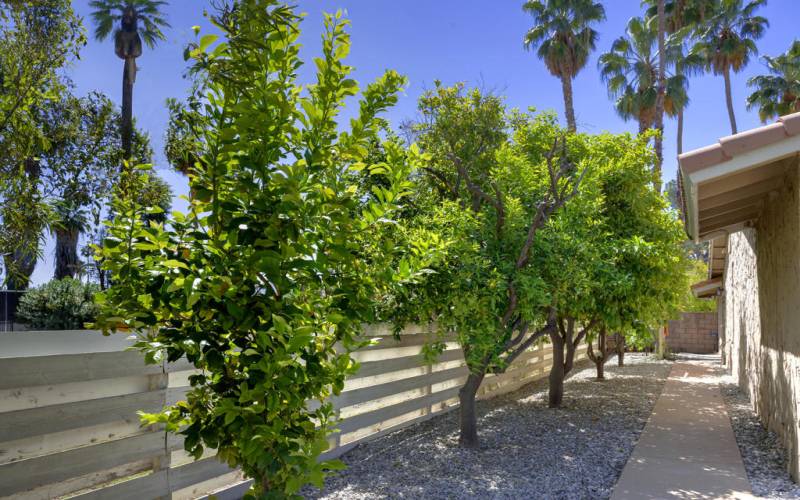 Citrus Trees and Privacy