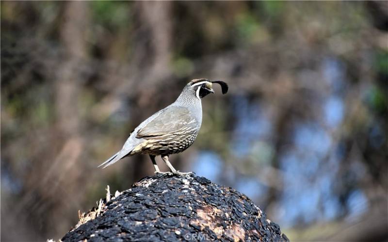 A quail that wanted to be included in the photos