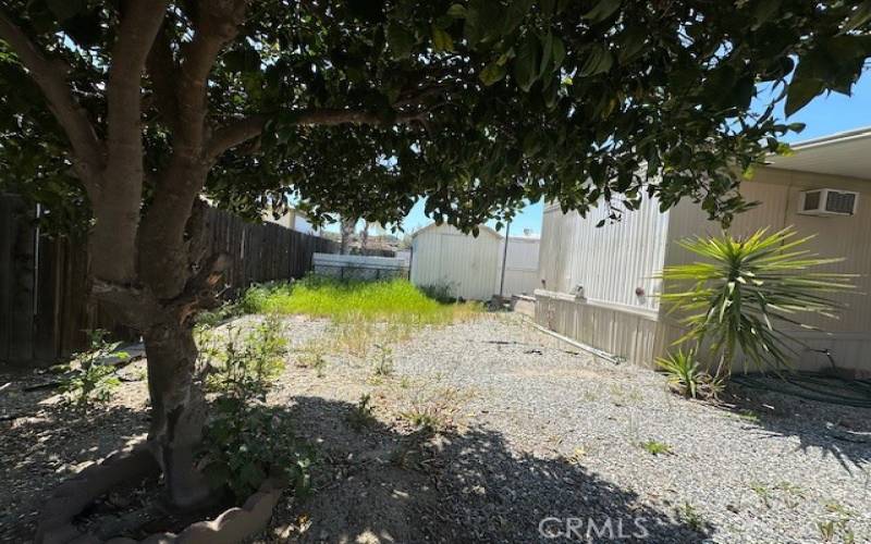 Backyard under orange tree facing shed.