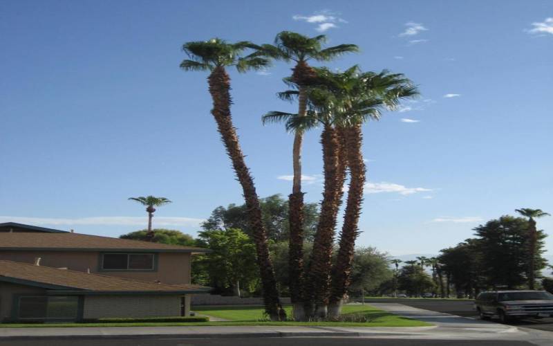 A01 Palm Trees ICV