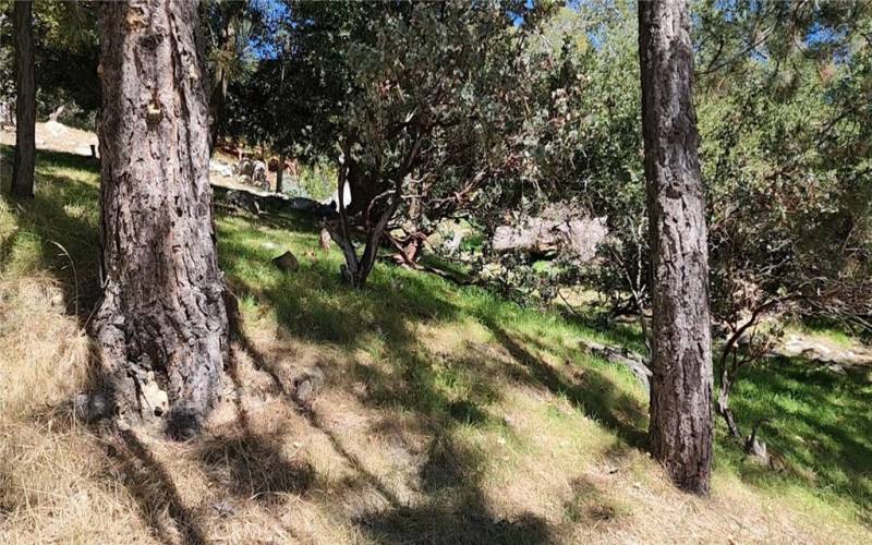 Don't miss your chance to own a piece of land in beautiful Lake Arrowhead!