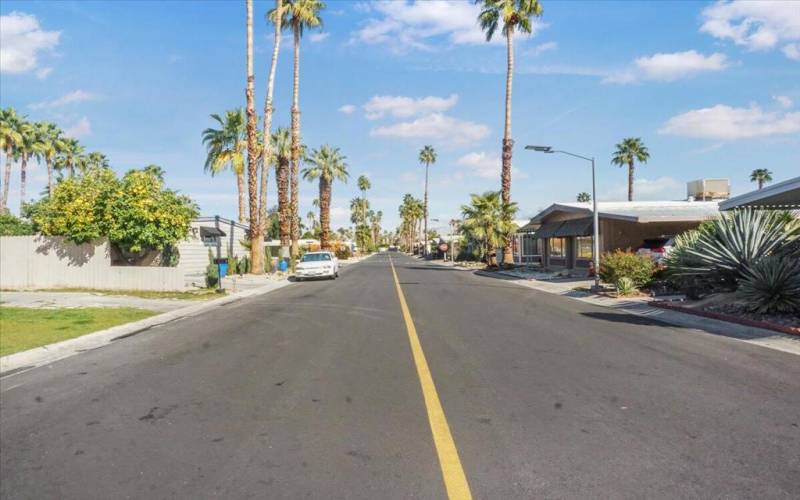 Palm tree lined street