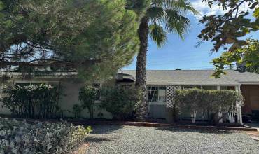 Lovely large shade tree and privacy hedge at entrance