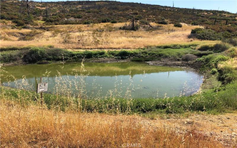 Spring Fed Pond