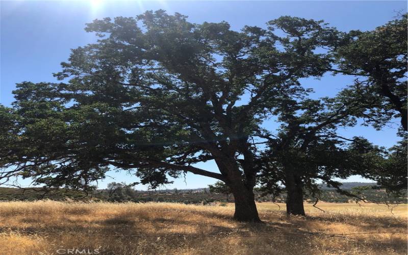 Mature Oaks