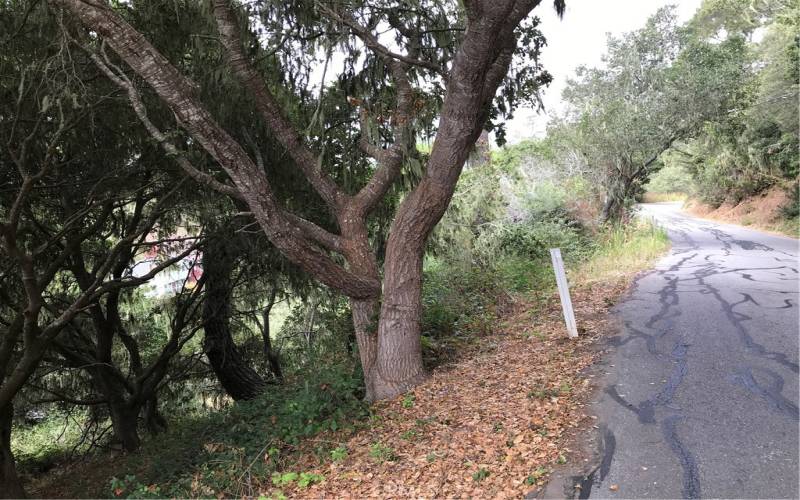 Old Growth Oaks an Monterey Pines on and near the property.