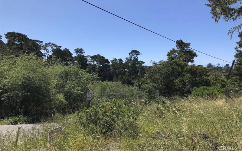 A view of the forest southwest of property