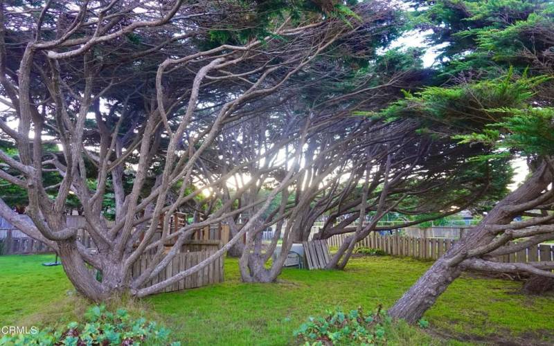 Sea Cypress Grove