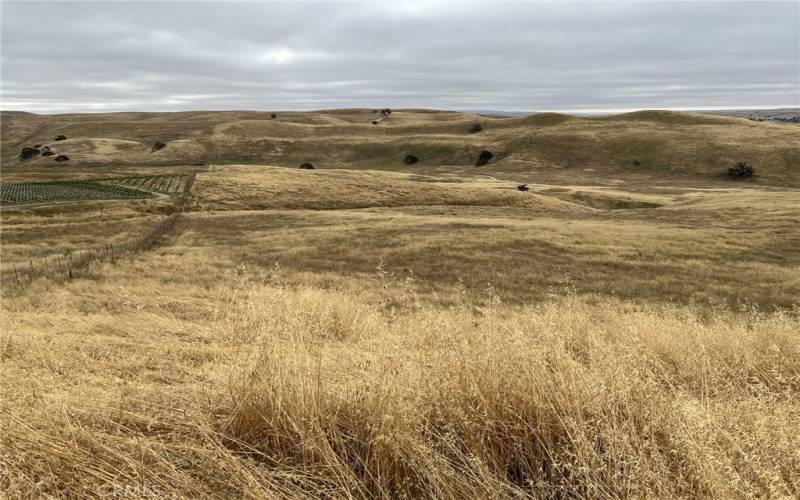 Lot is south of fence line, backs up to a large vineyard north side of fence line.