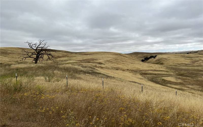 Lot runs thru that grouping of trees in the north east portion of photo.