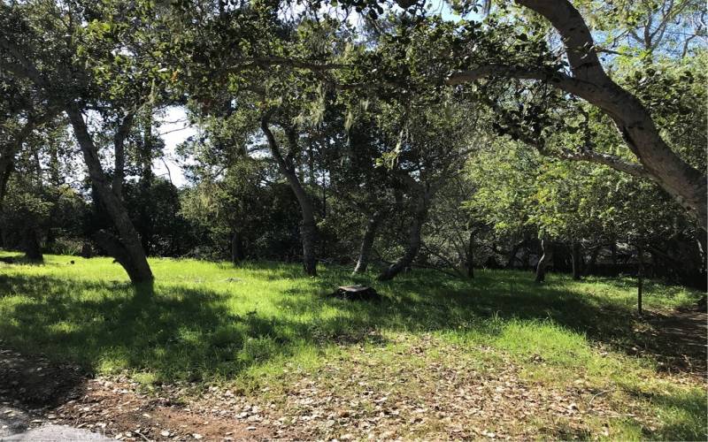 Forest Views, Open Space Fiscalini Ranch entry around the corner.